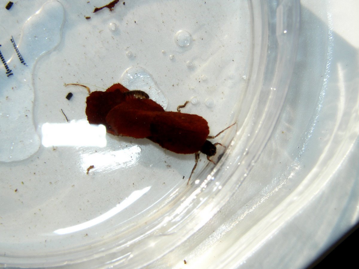 2011 11 Macrofaune benthique St Léger 19